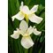 Ирис сибирский 'Уайт Сверл' / Iris sibirica 'White  Swirl'